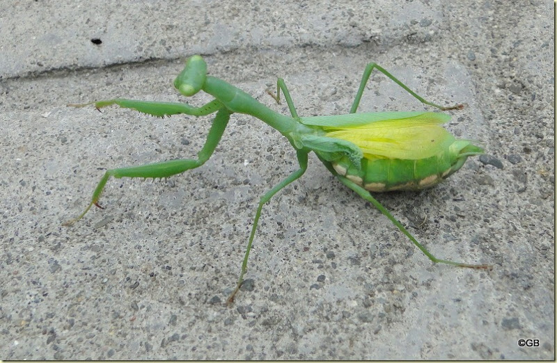 A Hebridean in New Zealand: Very Pregnant Praying Mantis?